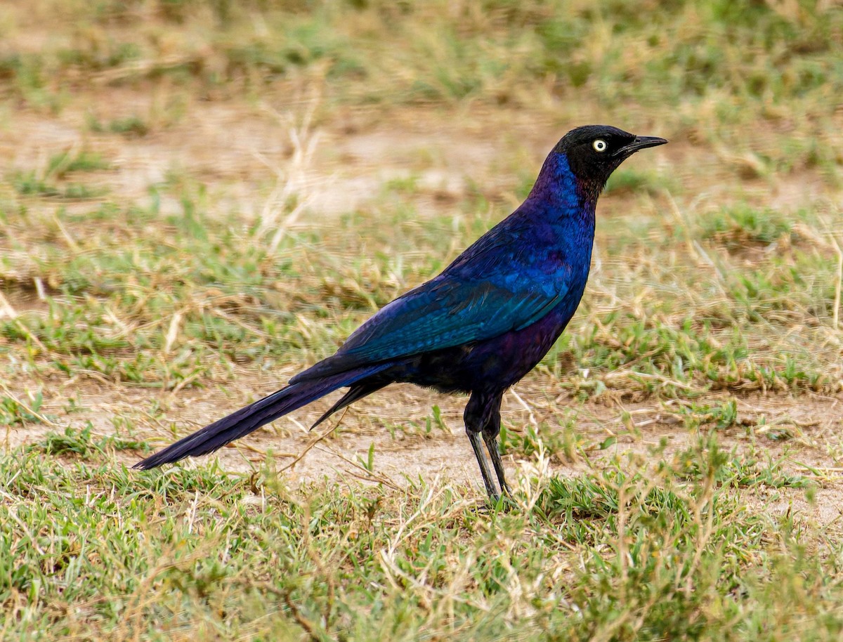 Пурпурнокрылый спрео - ML645438942