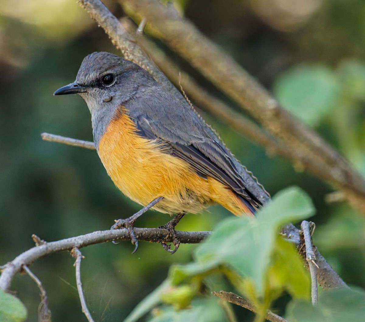 Little Rock-Thrush - ML645438944