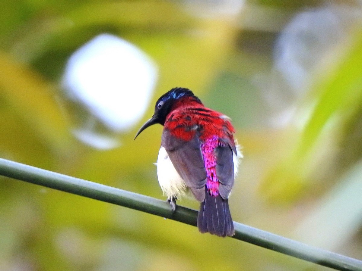 Crimson-backed Sunbird - ML645438946