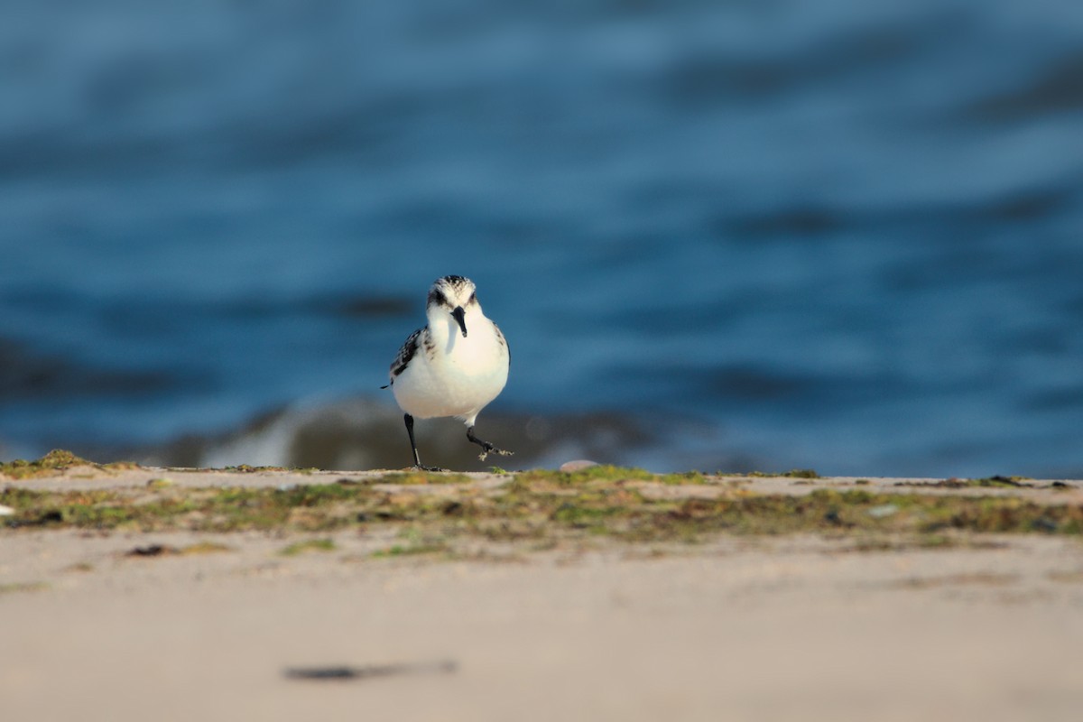 Txirri zuria - ML645438947