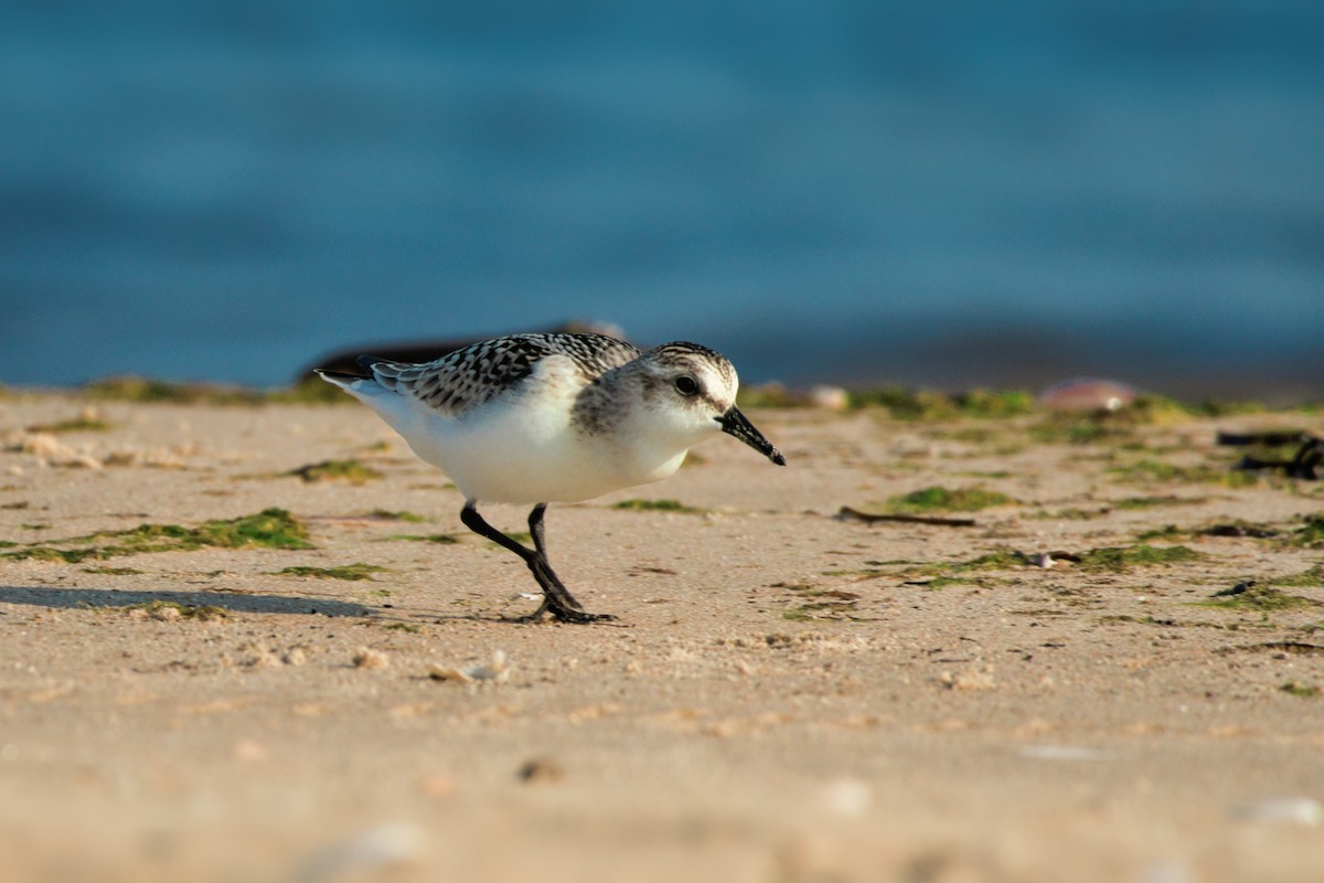 Txirri zuria - ML645438948