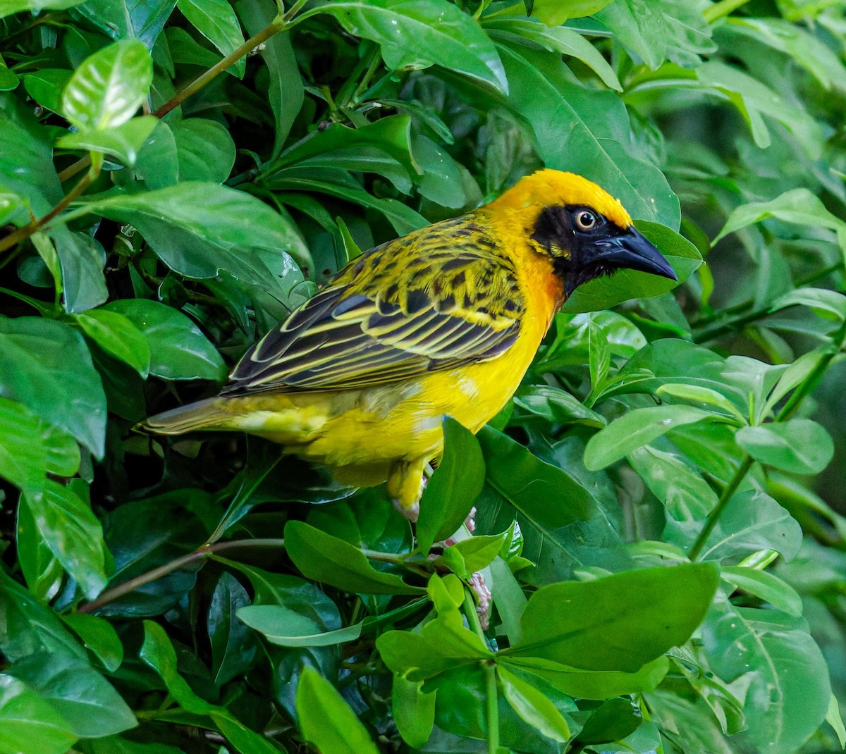 Сомалийский ткач - ML645438949