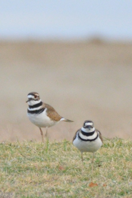 חופמי כפול-צווארון - ML645438950