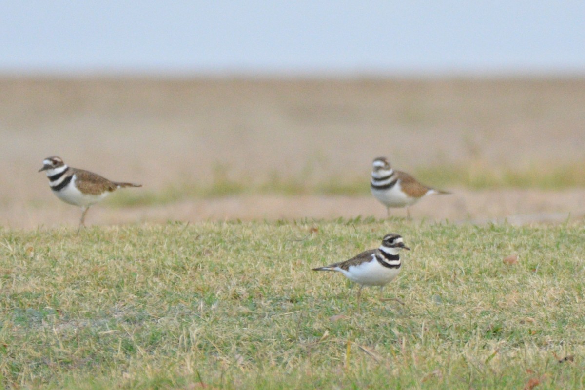 חופמי כפול-צווארון - ML645438951