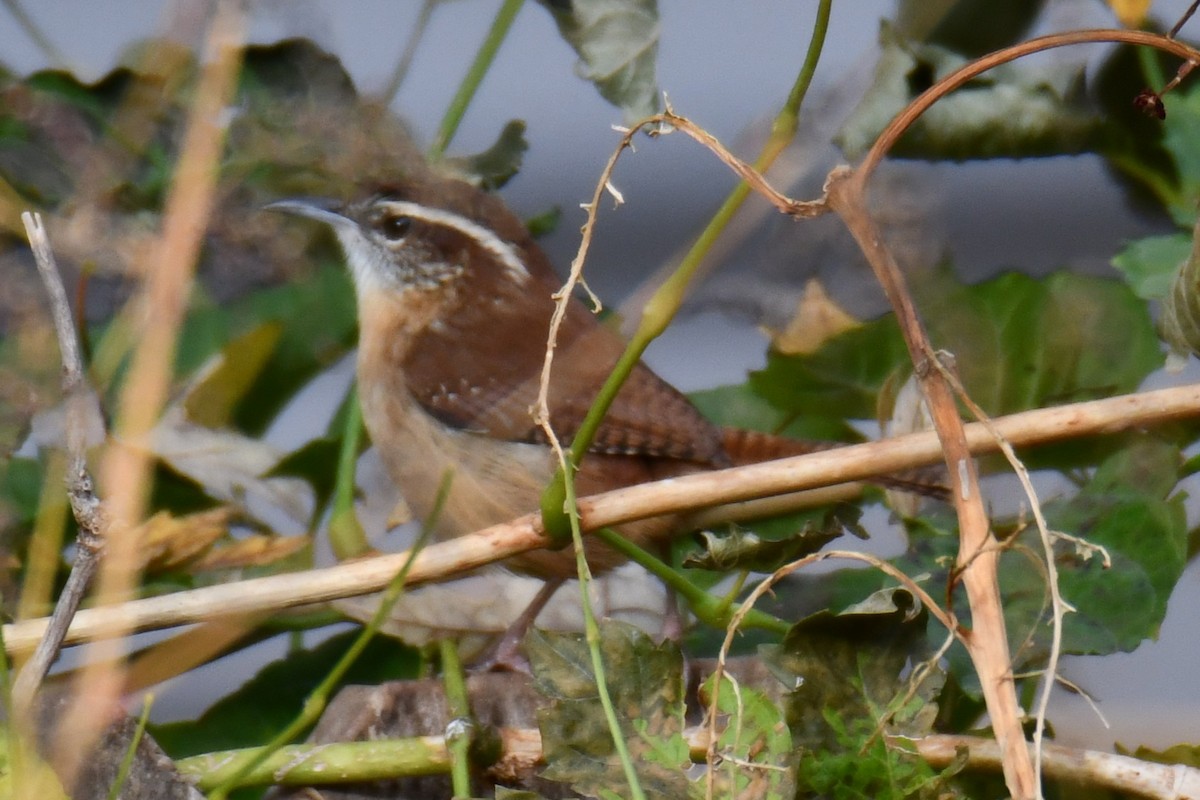 Carolina Wren - ML645438952