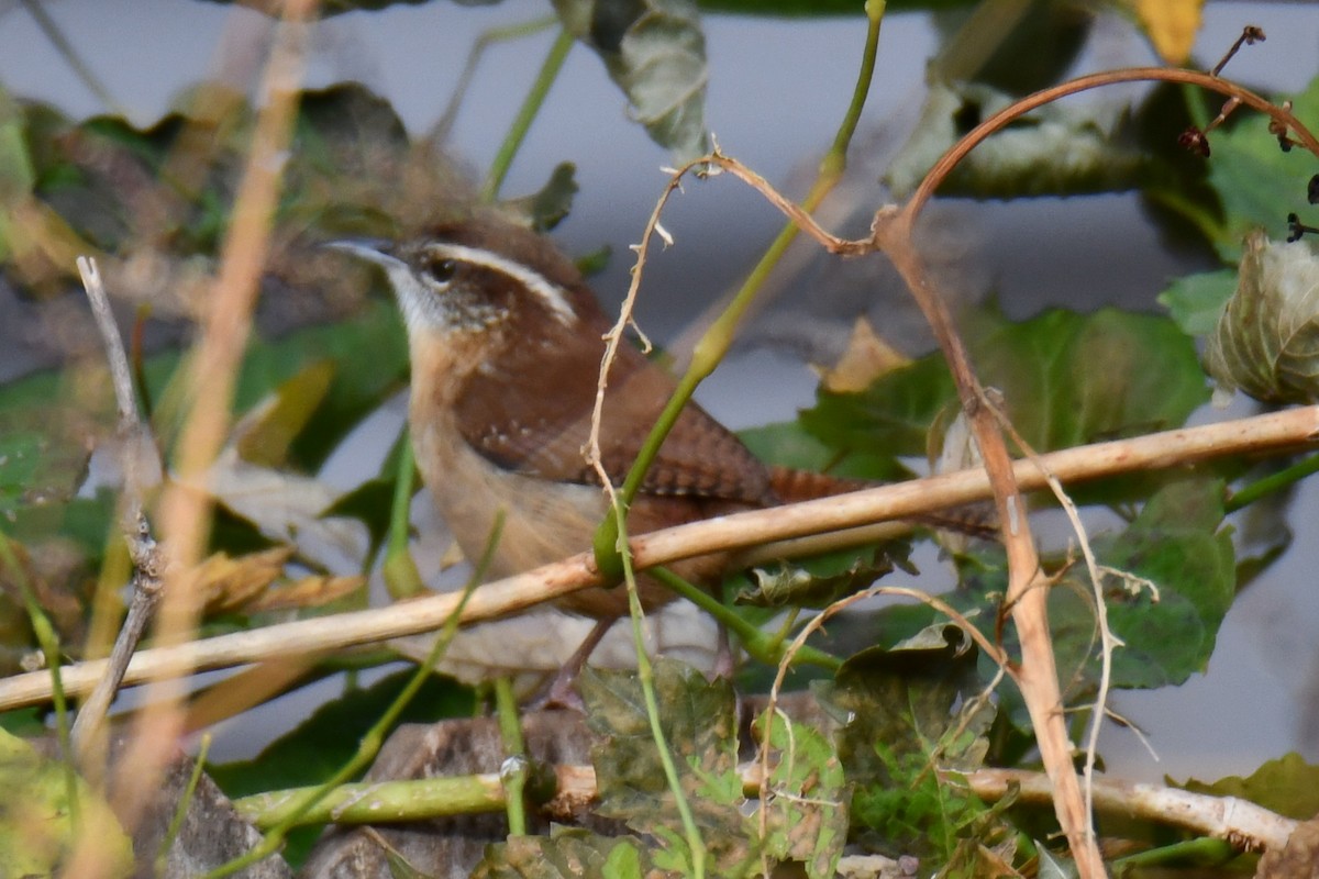 Carolina Wren - ML645438953