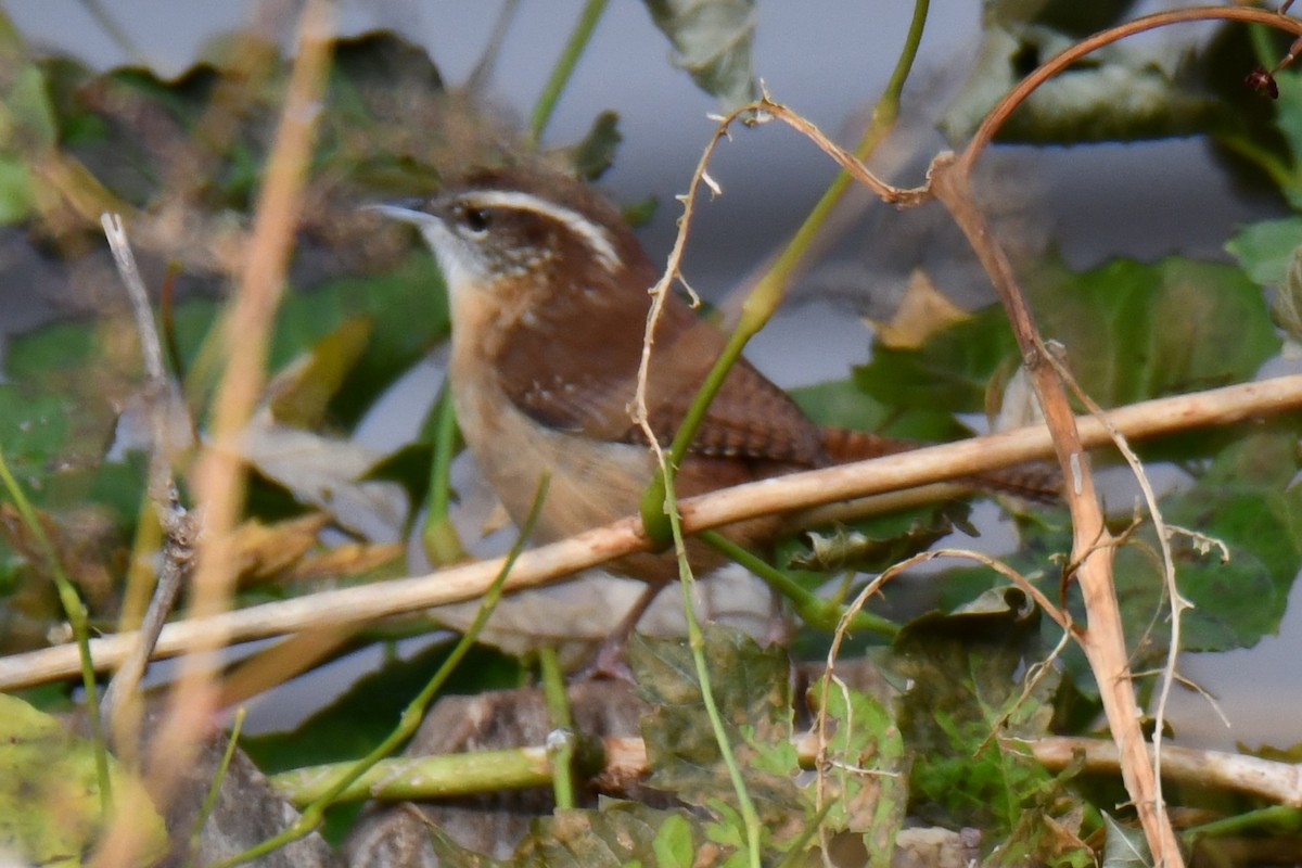 Carolina Wren - ML645438954