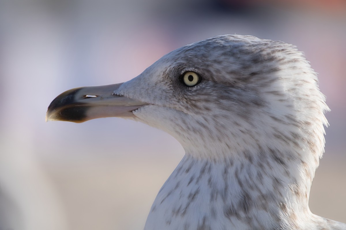 European Herring Gull - ML645438955
