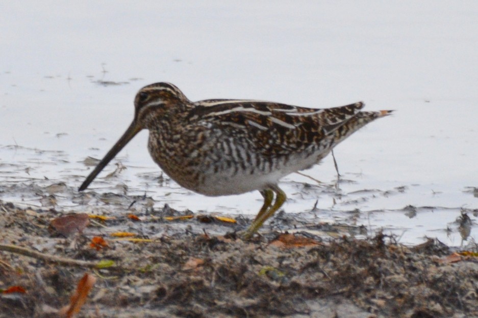 חרטומית אמריקנית - ML645438959