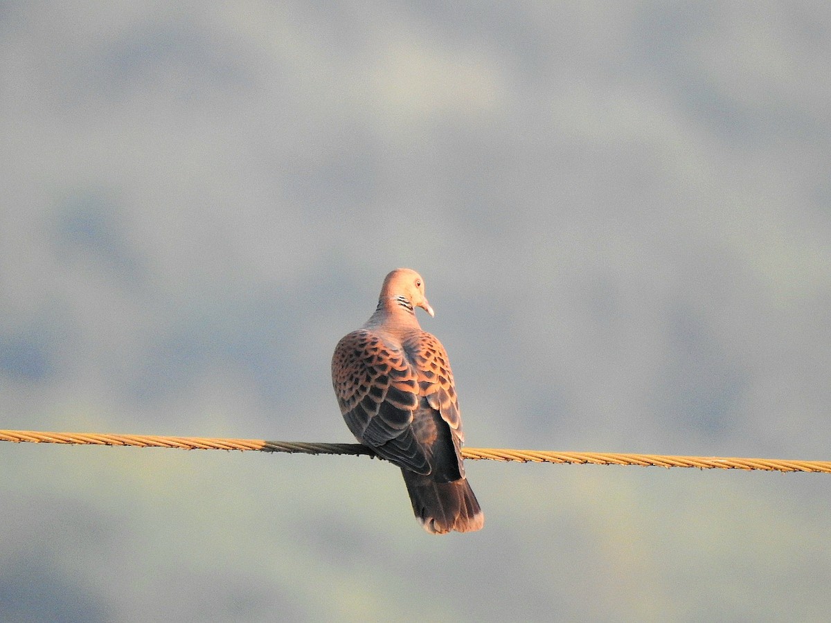 Tourterelle orientale - ML645438963