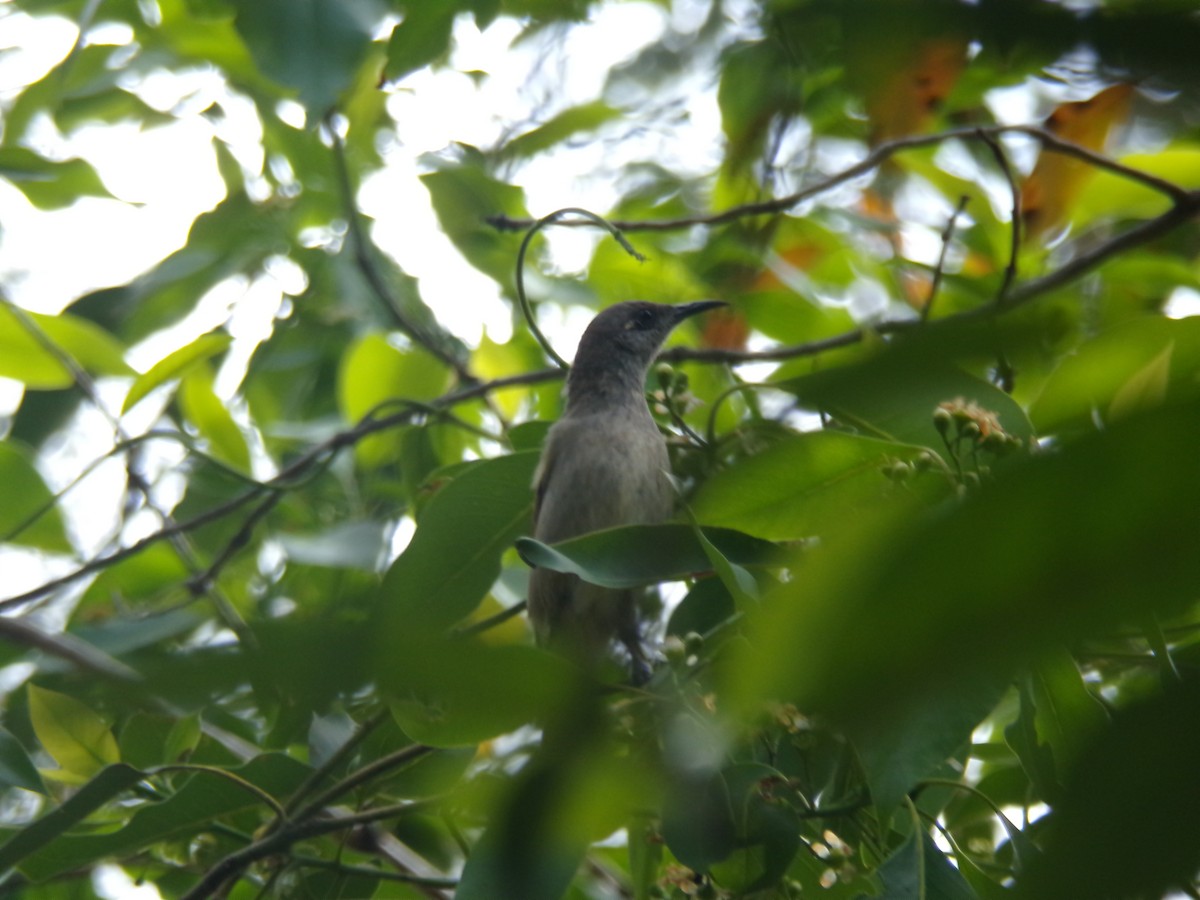 Brown Honeyeater - ML645438964
