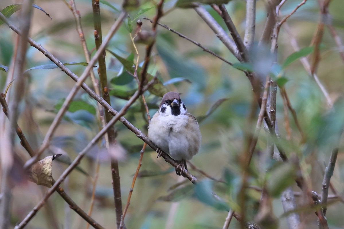 pilfink - ML645438969