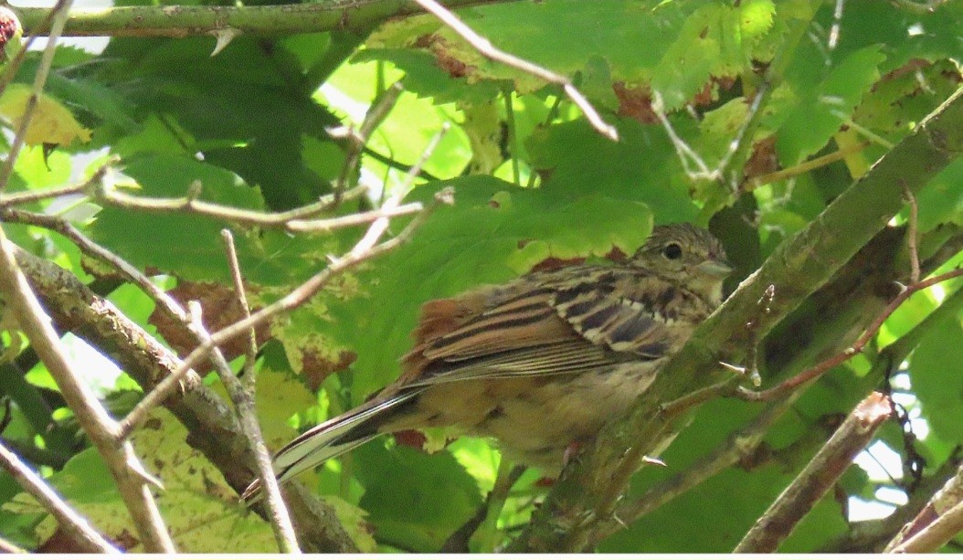 Rock Bunting - ML645438972
