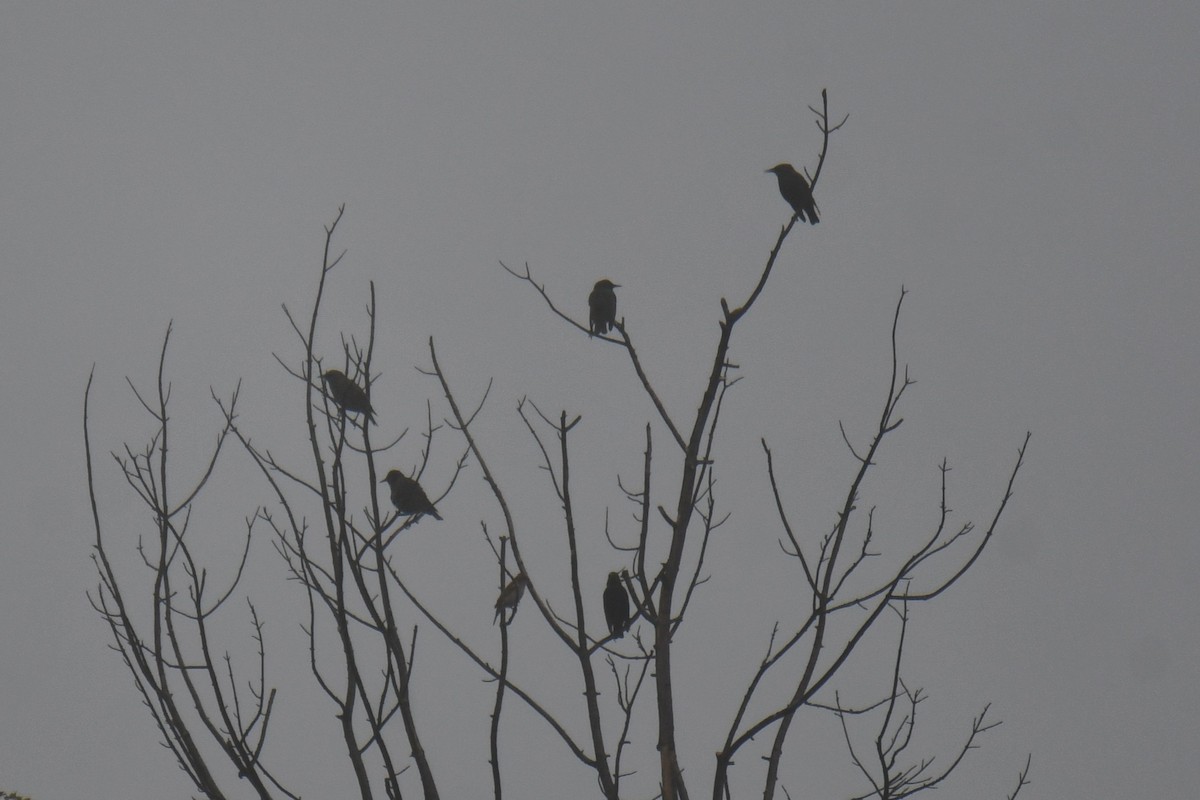 Шпак звичайний - ML645438974