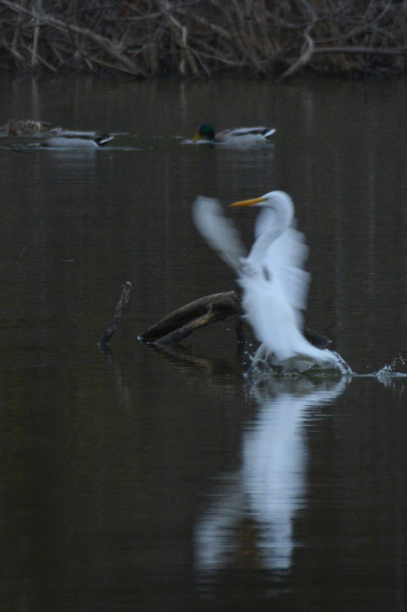 לבנית גדולה - ML645438975