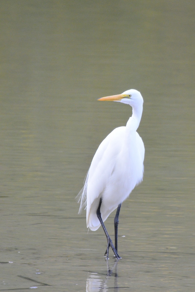 לבנית גדולה - ML645438976