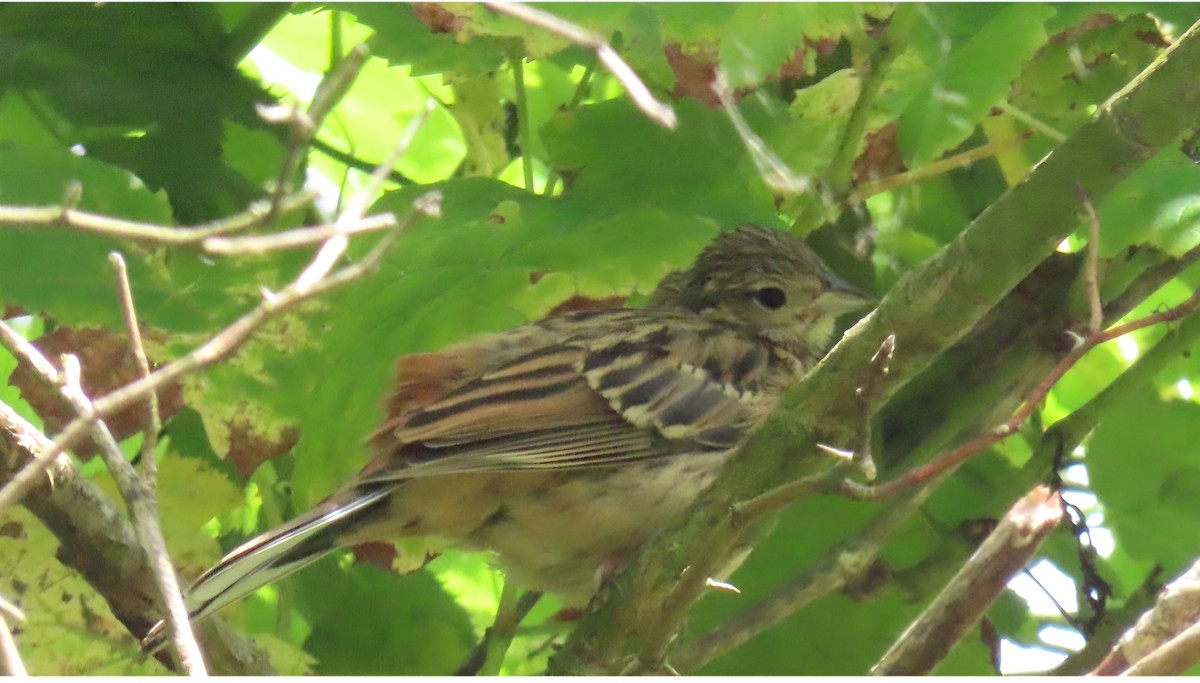 Rock Bunting - ML645438977