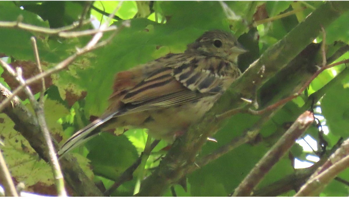 Rock Bunting - ML645438979