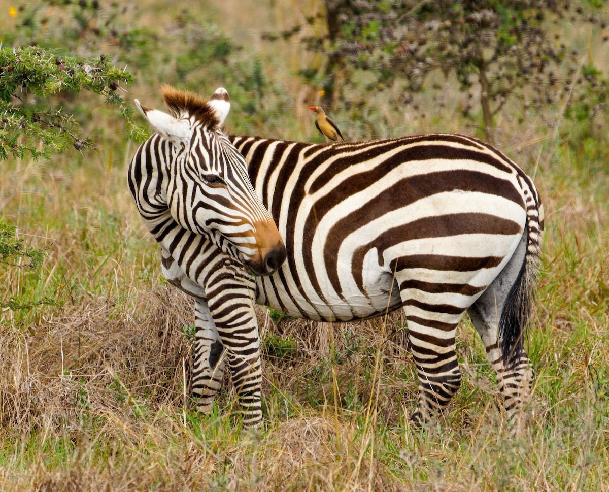 Picabueyes Piquirrojo - ML645438980