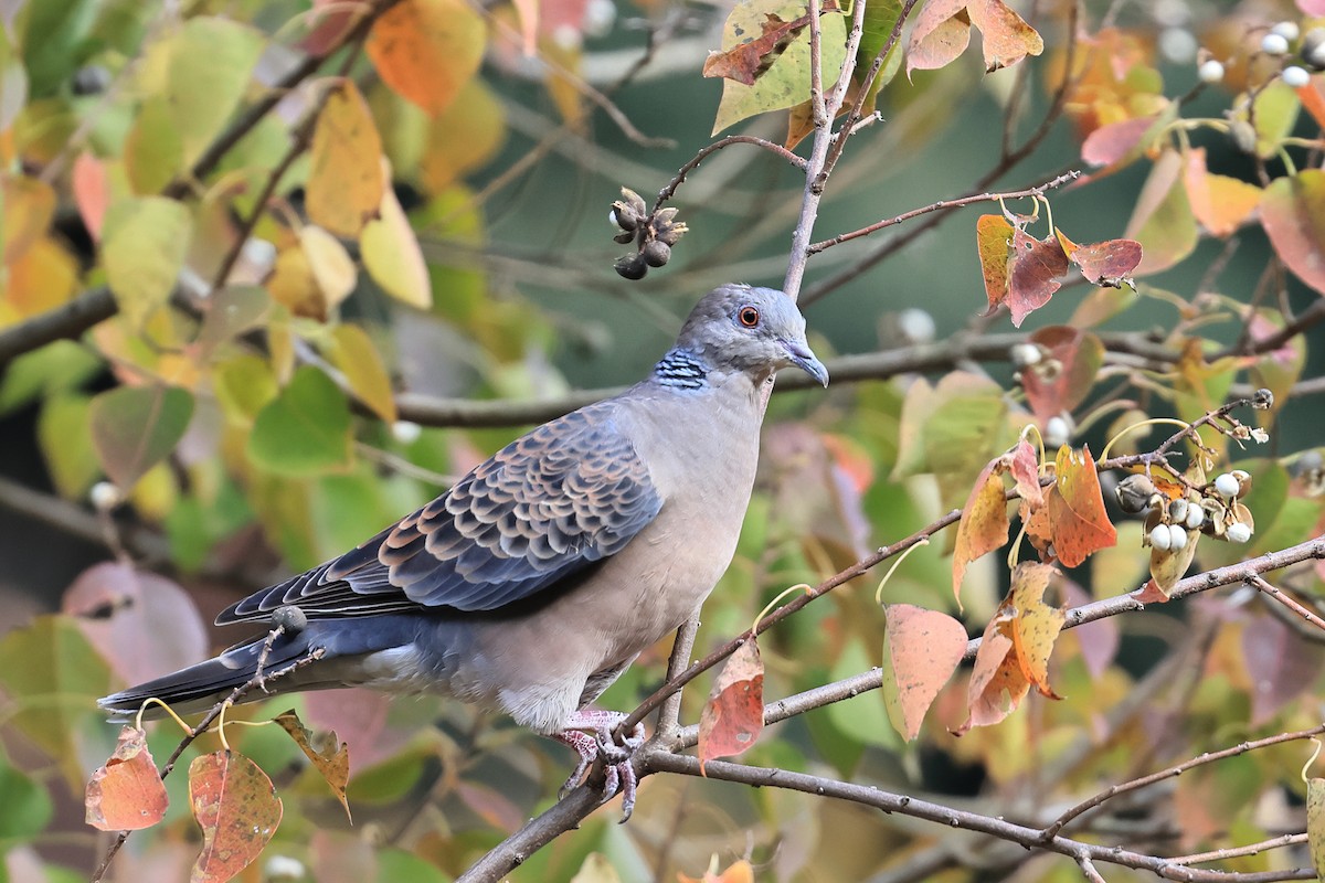 mongolturteldue - ML645438981