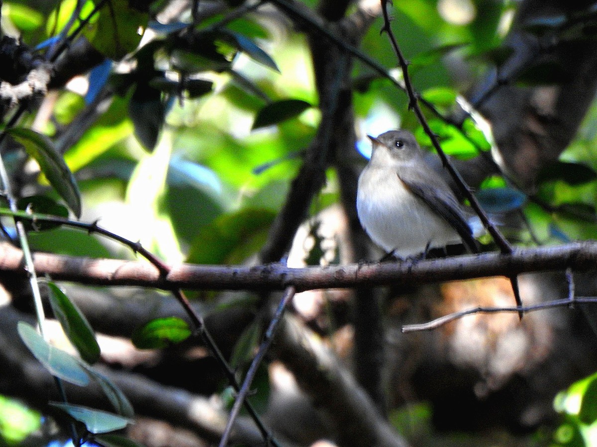 Gobemouche nain - ML645438982