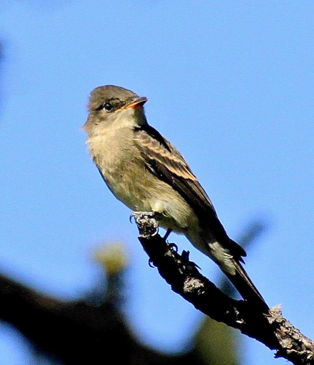 Western Wood-Pewee - ML645438985