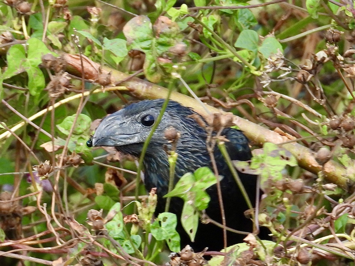 ani rýhozobá - ML645438986