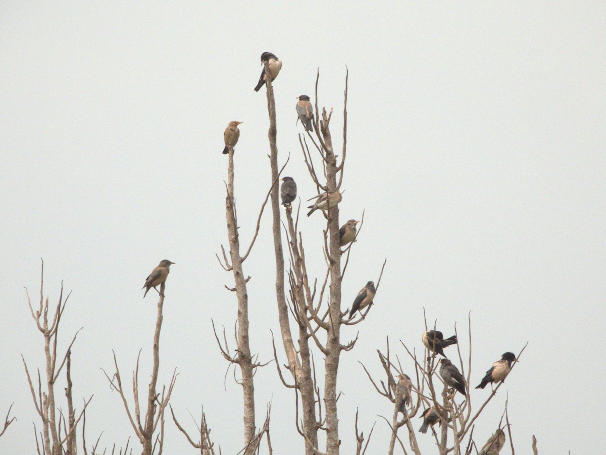 Rosy Starling - ML645438988