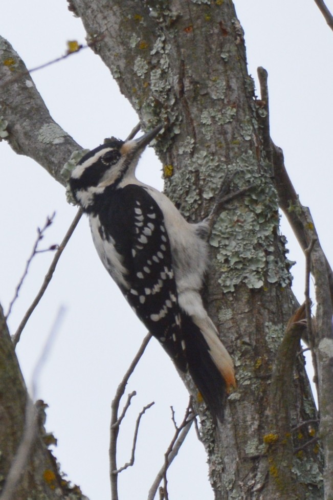 Hairy Woodpecker - ML645438996