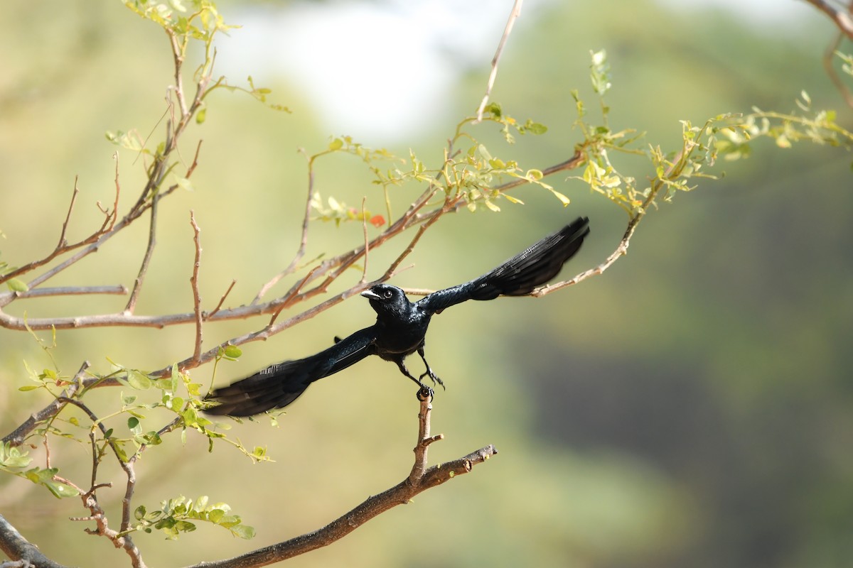 drongo černý - ML645438999