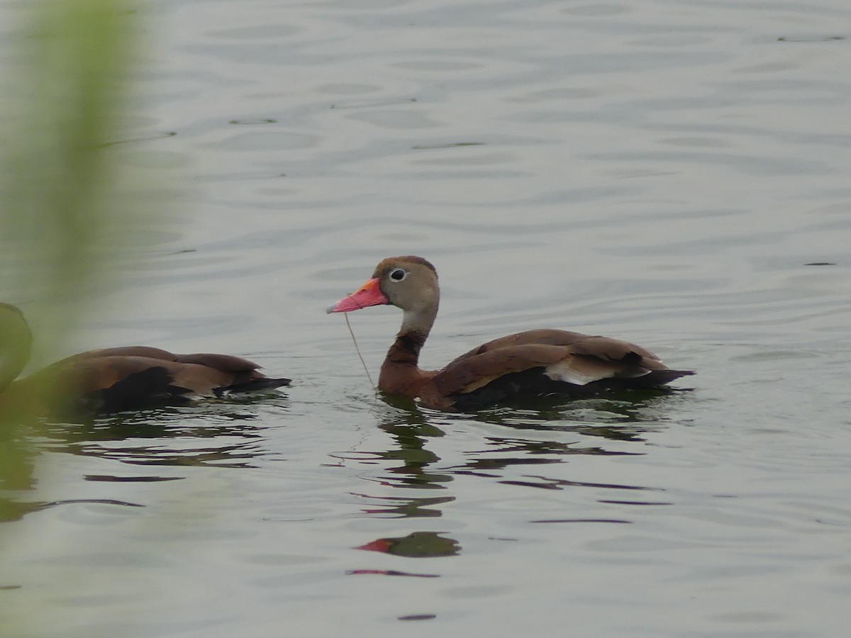 Black-bellied Whistling-Duck - ML645439007