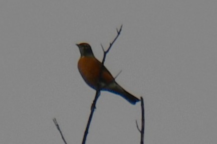 American Robin - ML645439021