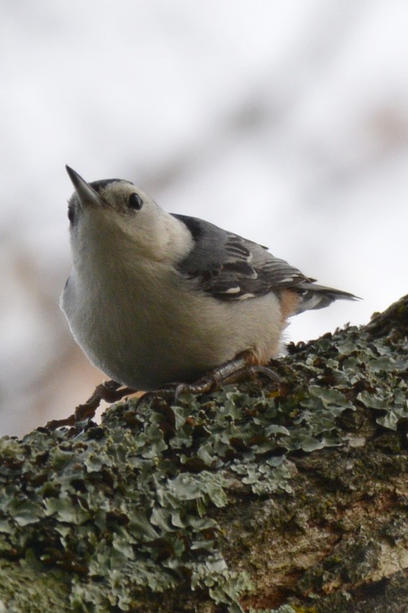 White-breasted Nuthatch - ML645439022