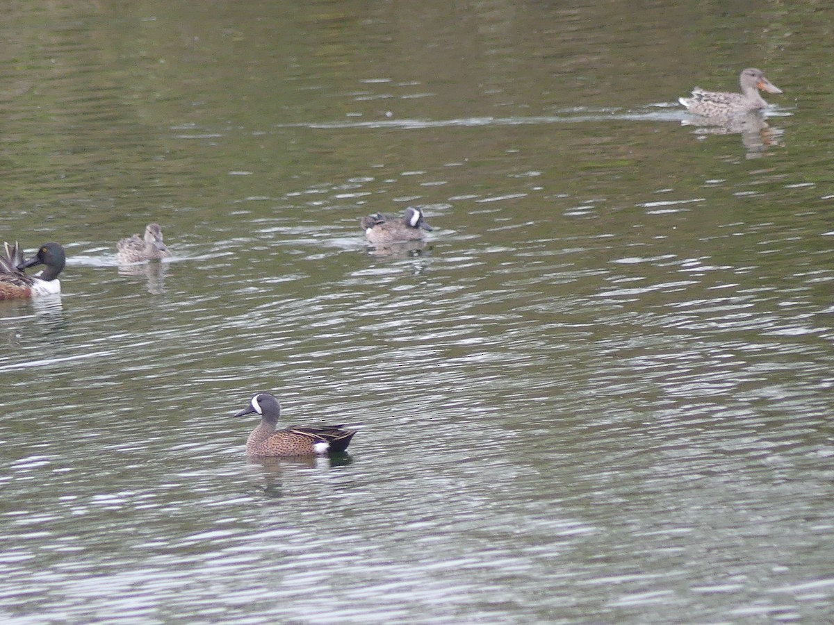 Blue-winged Teal - ML645439026