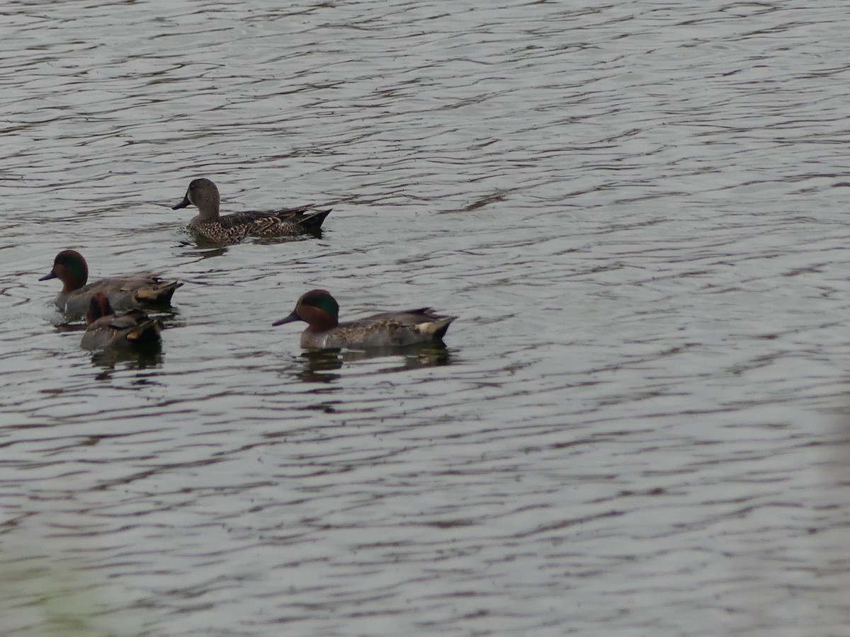 Green-winged Teal - ML645439033