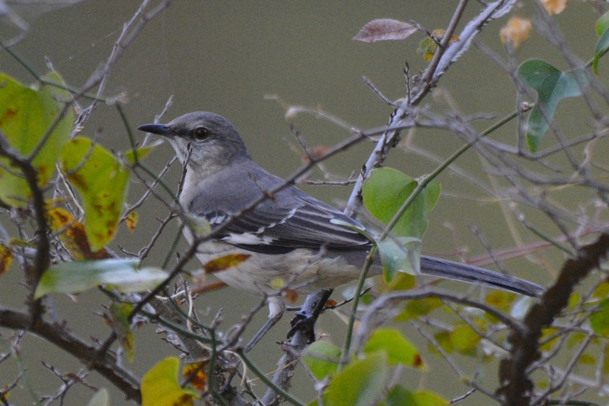 חקיינית צפונית - ML645439034