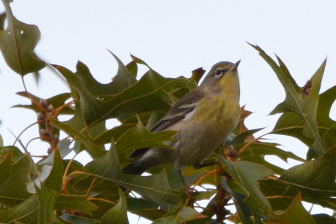 Pine Warbler - ML645439038