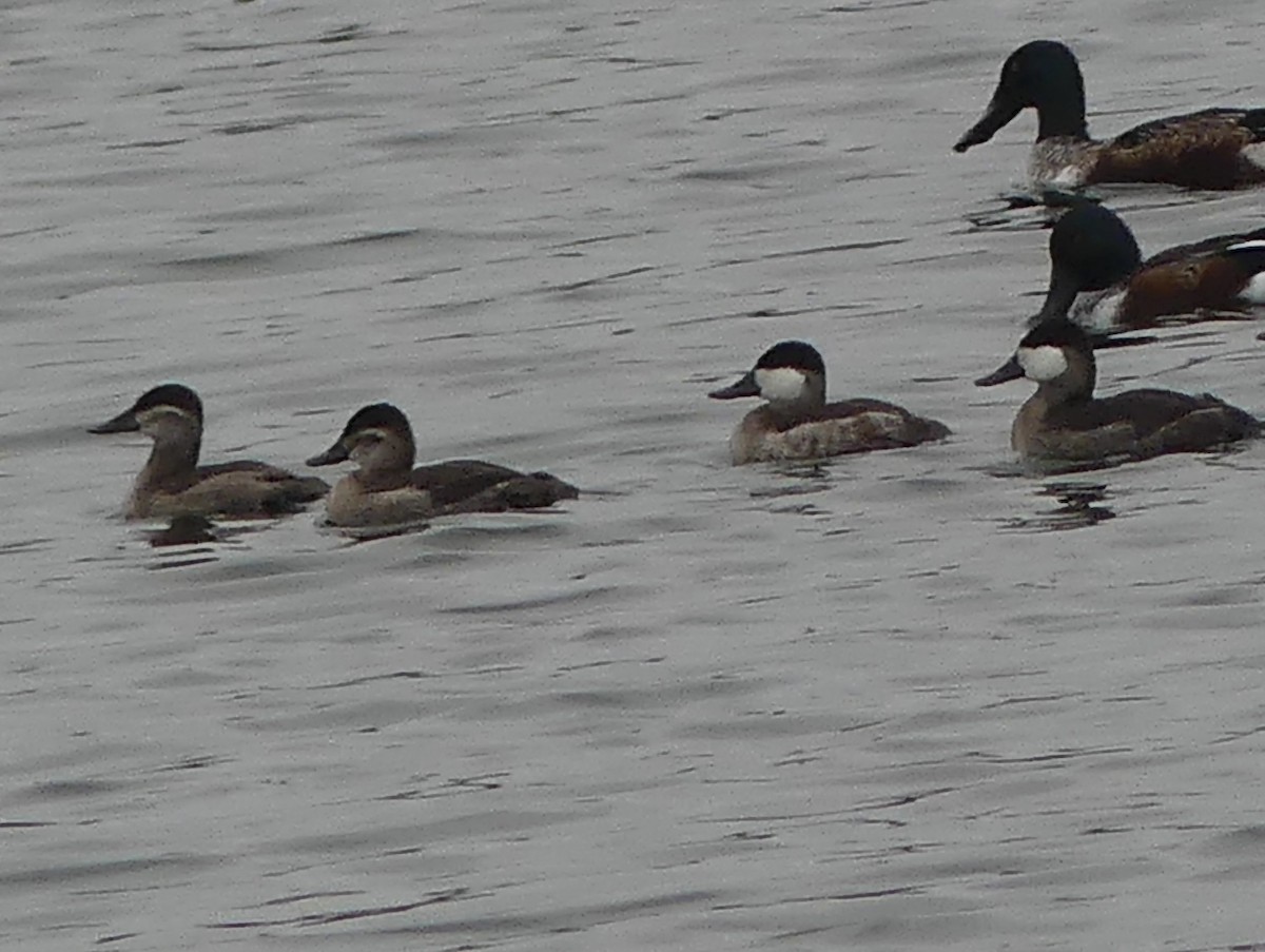 Ruddy Duck - ML645439042