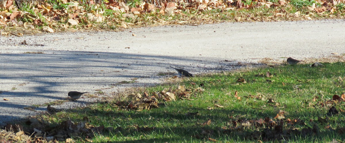 Dark-eyed Junco - ML645439043