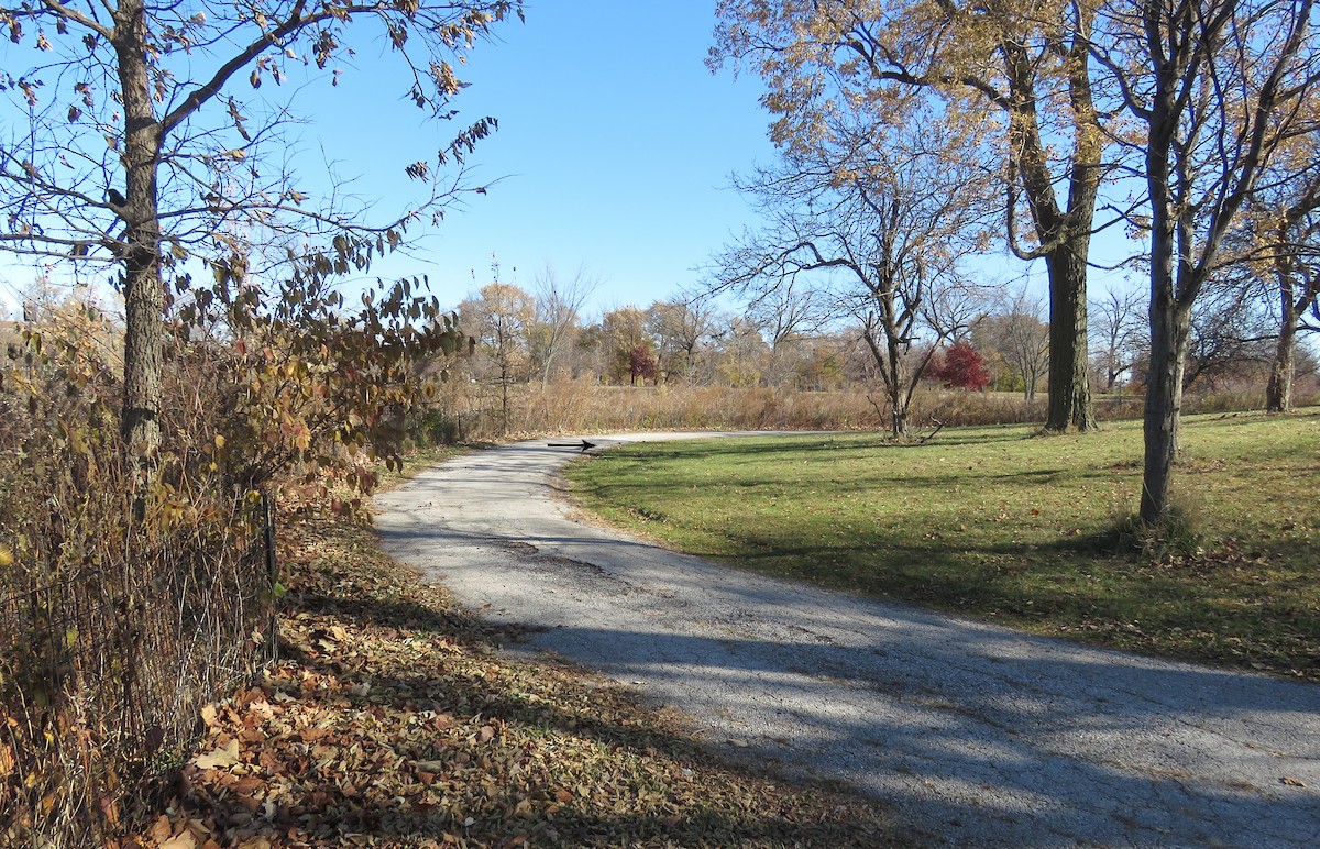 Dark-eyed Junco - ML645439046