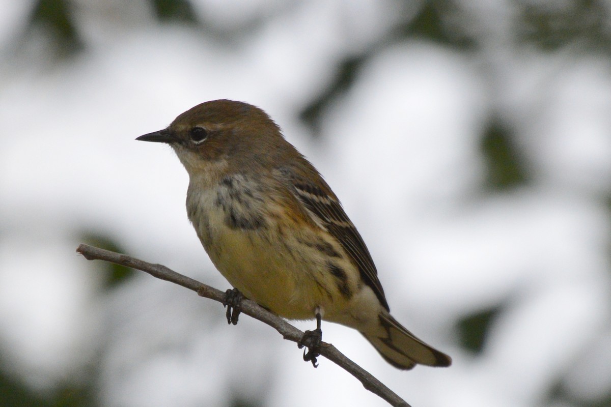 סבכון הכתר - ML645439047