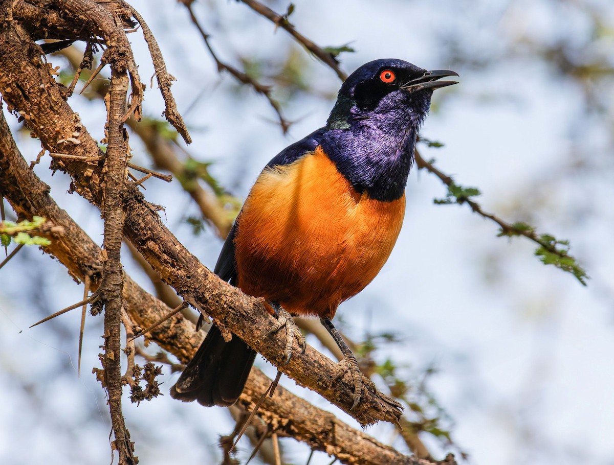 Рыжебрюхий спрео - ML645439048