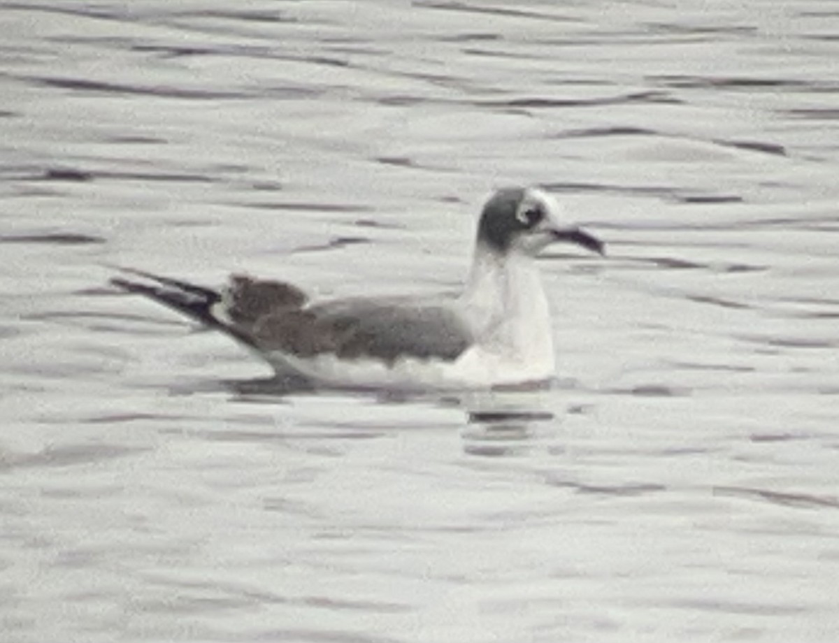 Franklin's Gull - ML645439053