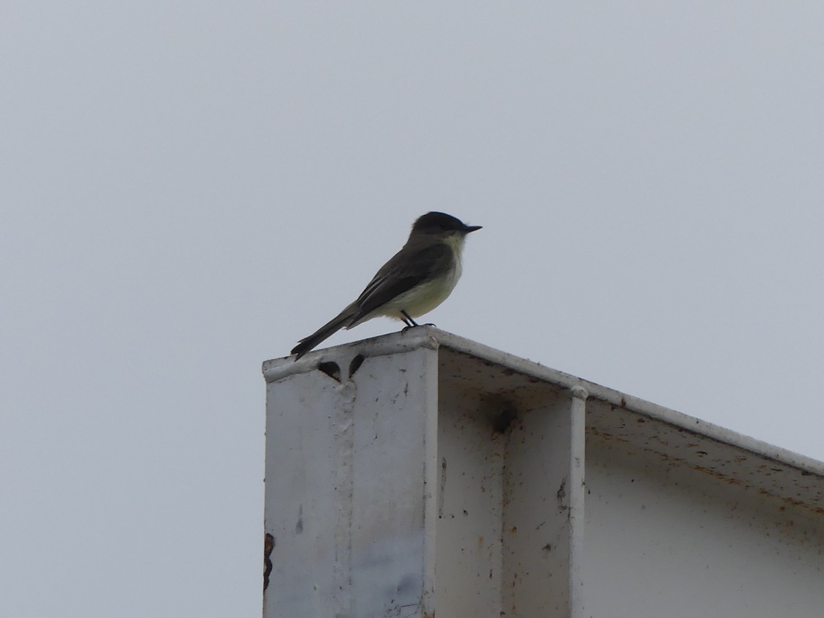 Eastern Phoebe - ML645439056