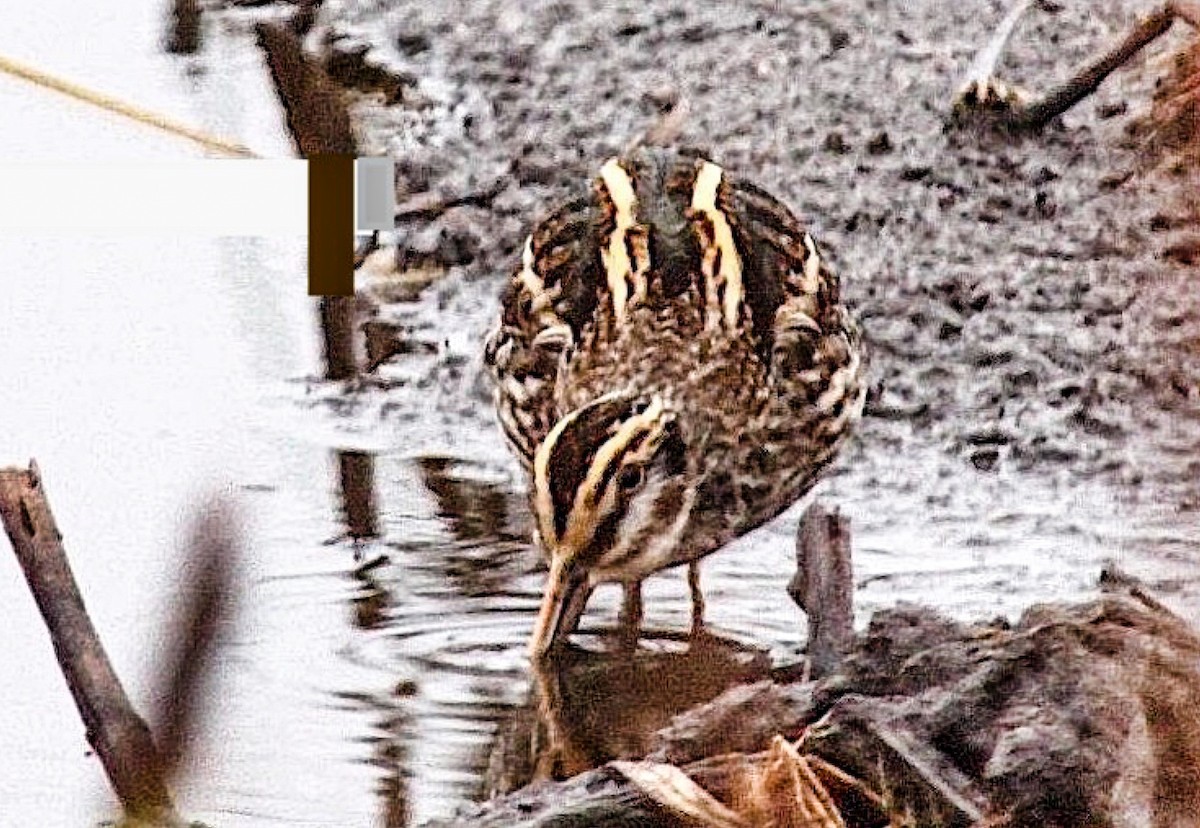 Jack Snipe - ML645439063