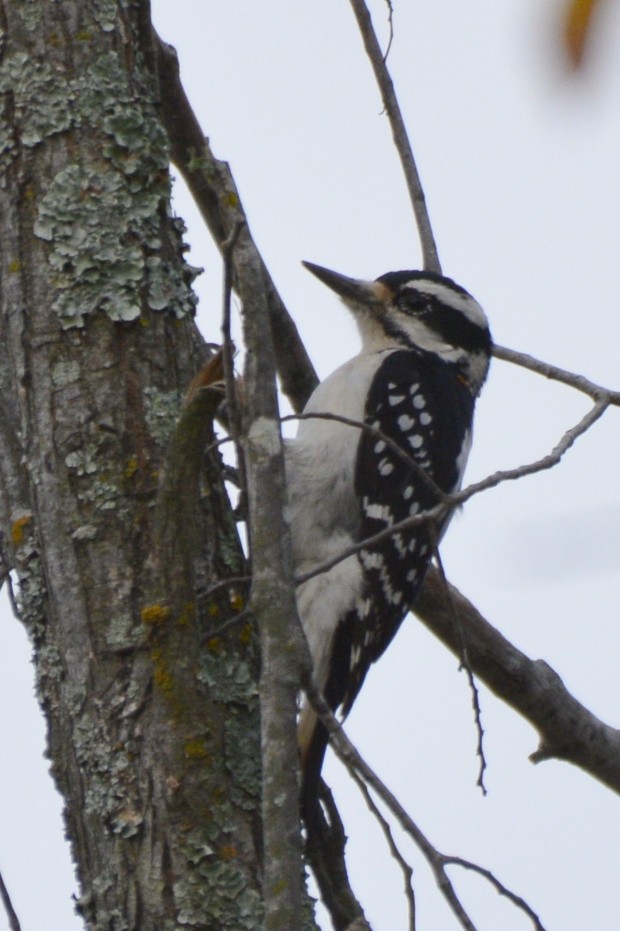 Hairy Woodpecker - ML645439065