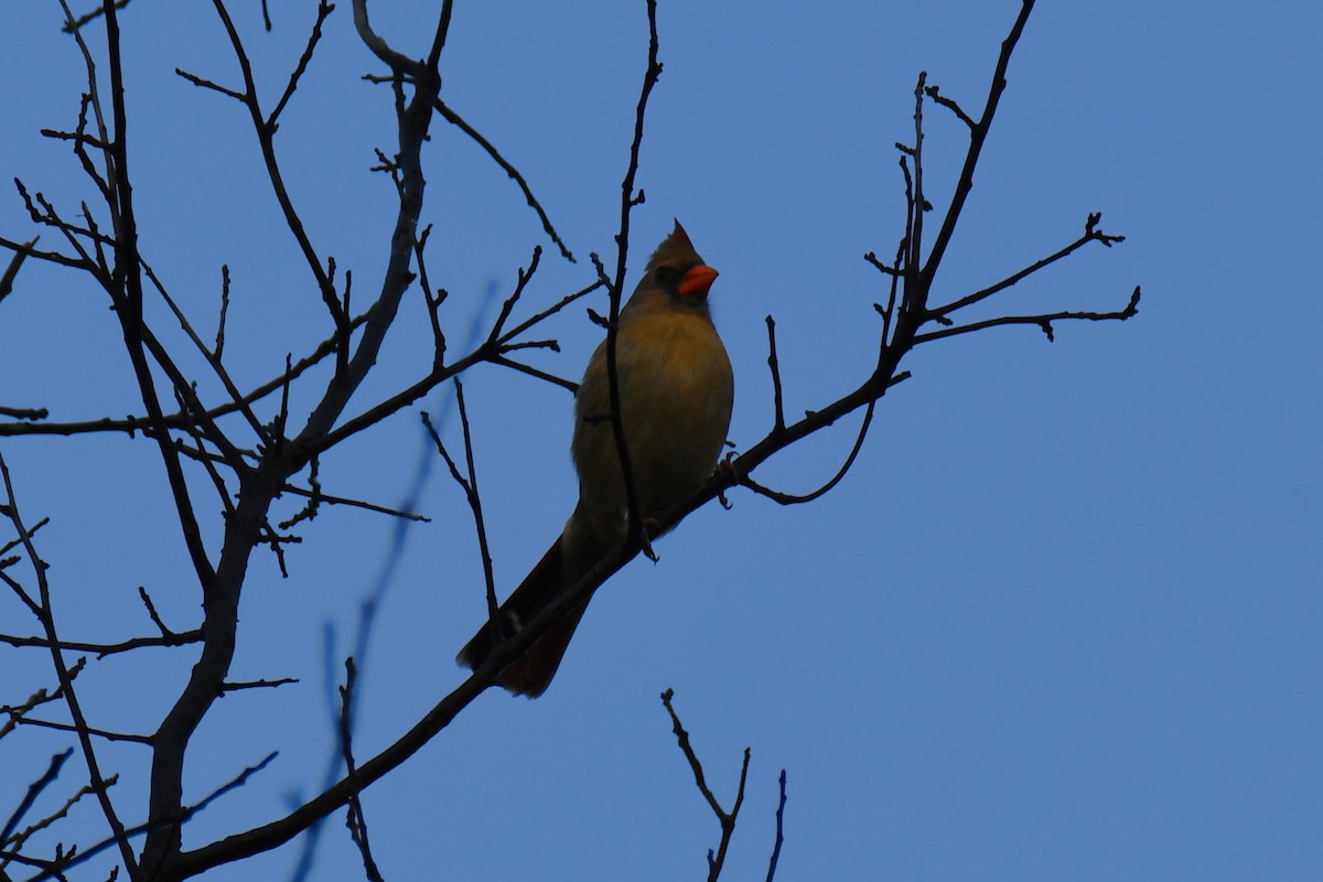 Kardinal arrunta - ML645439067