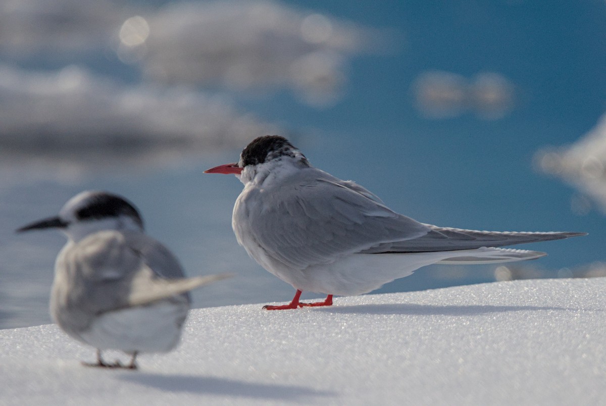 Antarctic Tern - ML645439068