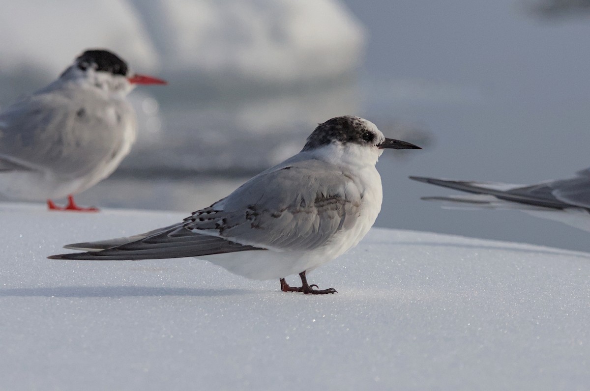 Antarctic Tern - ML645439070