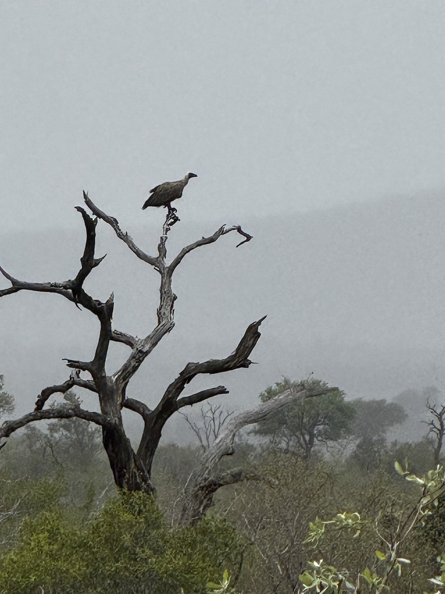White-backed Vulture - ML645439073
